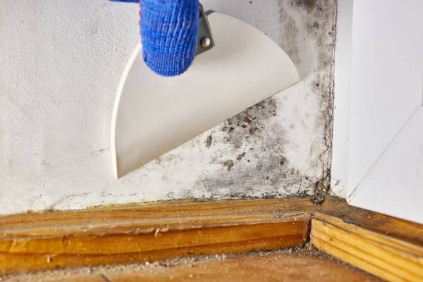 Best Mold Removal for HVAC Installations  in Four Square Mile, CO